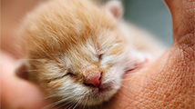 Cute kitten on a shoulder at 120 pixels width resolution example of quantization noise