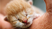 Cute kitten on a shoulder at 60 pixels width resolution example of quantization noise